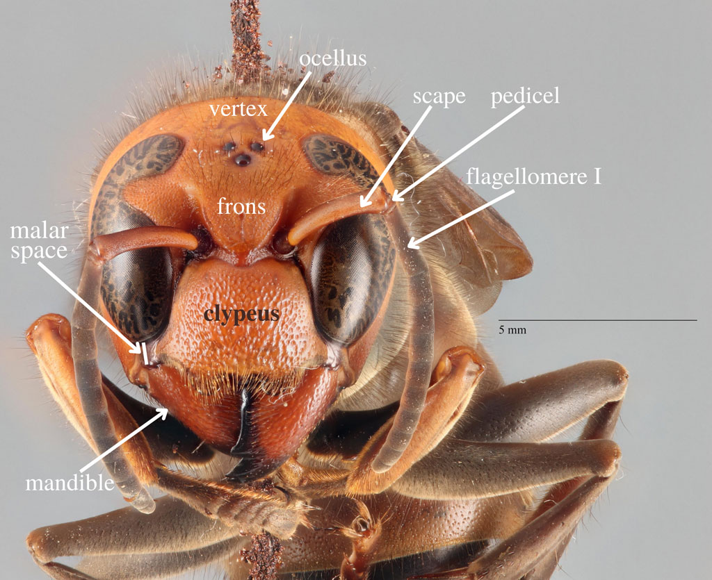 head, frontal view