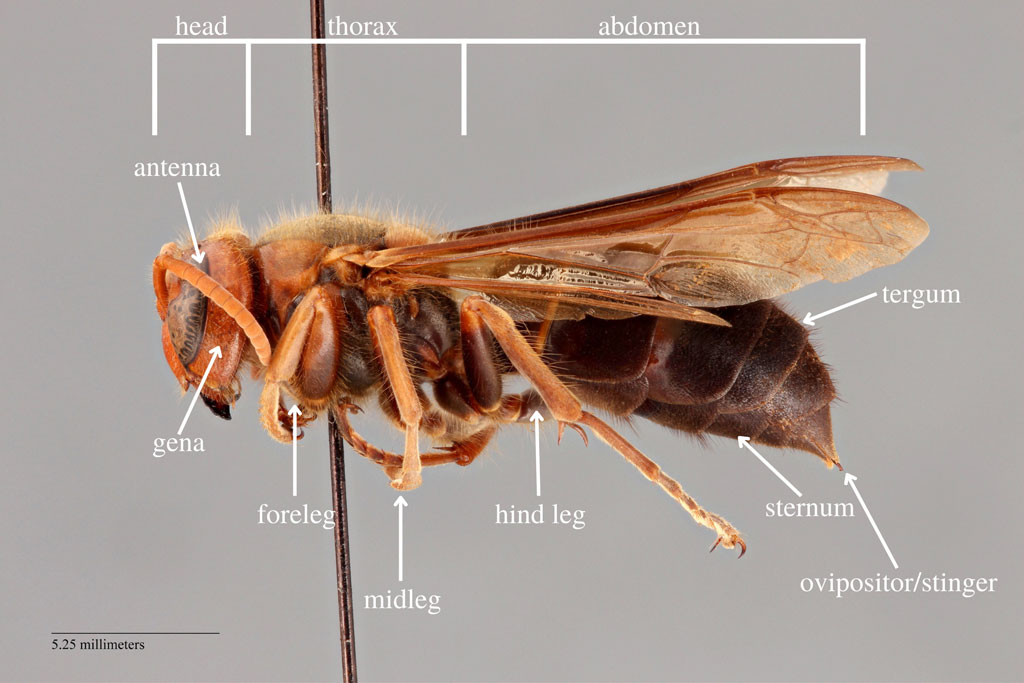 lateral view hornet morphology