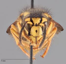   Dolichovespula arenia  anterior, photo: Brennen Dyer 
