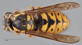   Dolichovespula arenaria  dorsal, photo: Brennen Dyer 
