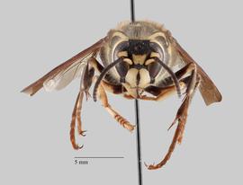   Dolichovespula maculata  anterior, photo: Brennen Dyer 
