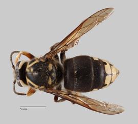   Dolichovespula maculata  dorsal, photo: Brennen Dyer 
