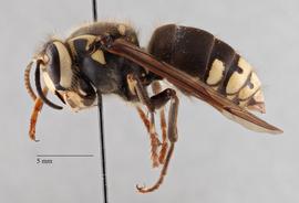   Dolichovespula maculata  lateral, photo: Brennen Dyer 
