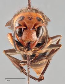   Vespa analis  anterior, photo: Brennen Dyer 
