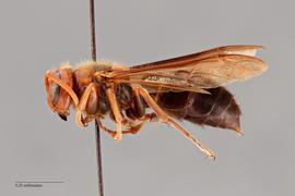   Vespa basalis  lateral, photo: Emma Jochim 
