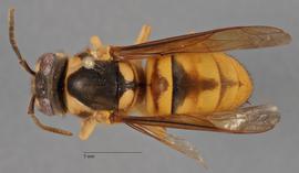   Vespa bicolor  dorsal, photo: Brennen Dyer 
