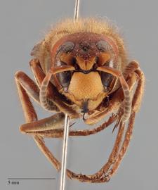   Vespa crabro  female anterior; photo: Brennen Dyer
