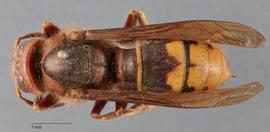   Vespa crabro  female dorsal; photo Brennen Dyer
