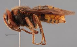   Vespa crabro  female lateral; photo: Brennen Dyer
