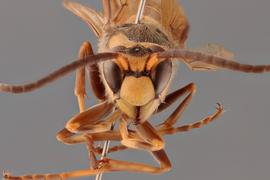   Vespa crabro  male anterior, photo: Emma Jochim 
