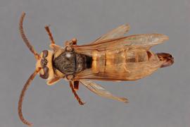   Vespa crabro  male dorsal, photo: Emma Jochim 
