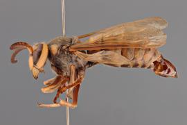   Vespa crabro  male lateral, photo: Emma Jochim 
