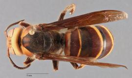   Vespa ducalis  female dorsal, photo: Brennen Dyer 
