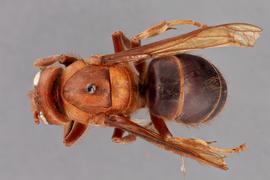   Vespa dybowskii  dorsal, photo: Emma Jochim 
