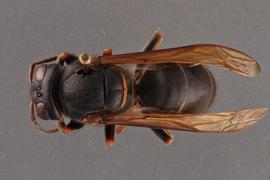   Vespa luctuosa  dorsal, photo: Emma Jochim 
