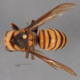   Vespa mandarinia  dorsal, photo: Brennen Dyer 
