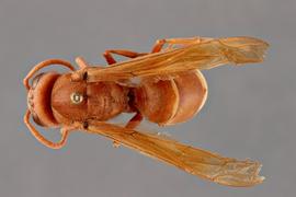   Vespa orientalis  dorsal, photo: Emma Jochim 
