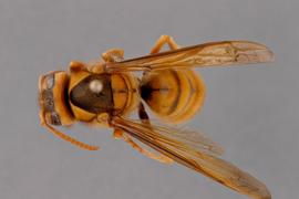   Vespa simillima  dorsal, photo: Emma Jochim 
