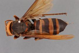   Vespa tropica  dorsal, photo: Emma Jochim 
