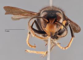   Vespa velutina  anterior, photo: Brennen Dyer 
