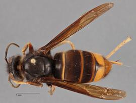   Vespa velutina  dorsal, photo: Brennen Dyer 
