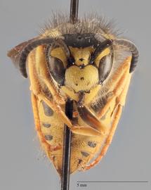   Vespula germanica  anterior, photo: Brennen Dyer 
