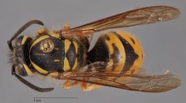   Vespula germanica  dorsal, photo: Brennen Dyer 
