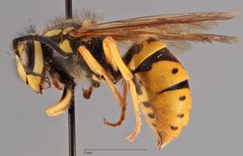   Vespula germanica  lateral, photo: Brennen Dyer 
