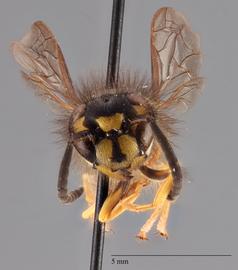   Vespula maculifrons  anterior, photo: Brennen Dyer 
