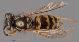   Vespula maculifrons  dorsal, photo: Brennen Dyer 
