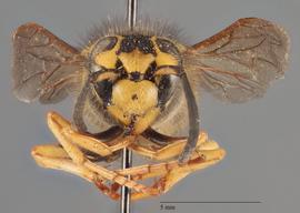   Vespula pensylvanica  anterior, photo: Brennen Dyer 
