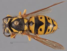   Vespula pensylvanica  dorsal, photo: Brennen Dyer 
