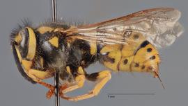   Vespula pensylvanica  lateral, photo: Brennen Dyer 
