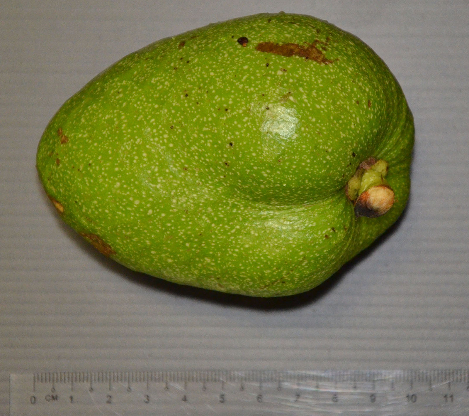 Annonaceae | Fruit and Seed Family ID
