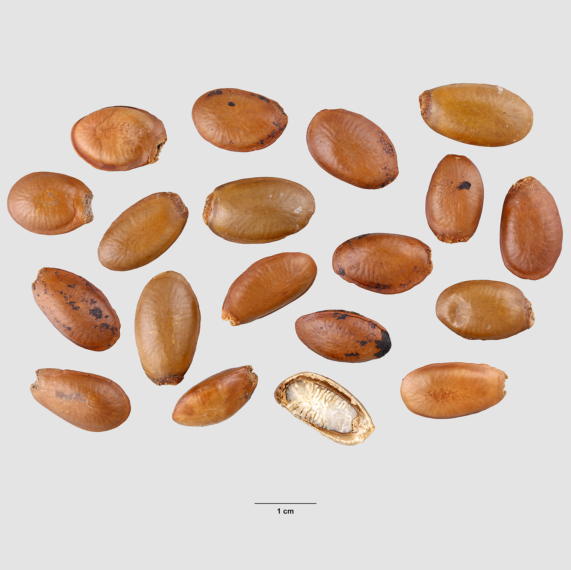 Annonaceae | Fruit and Seed Family ID