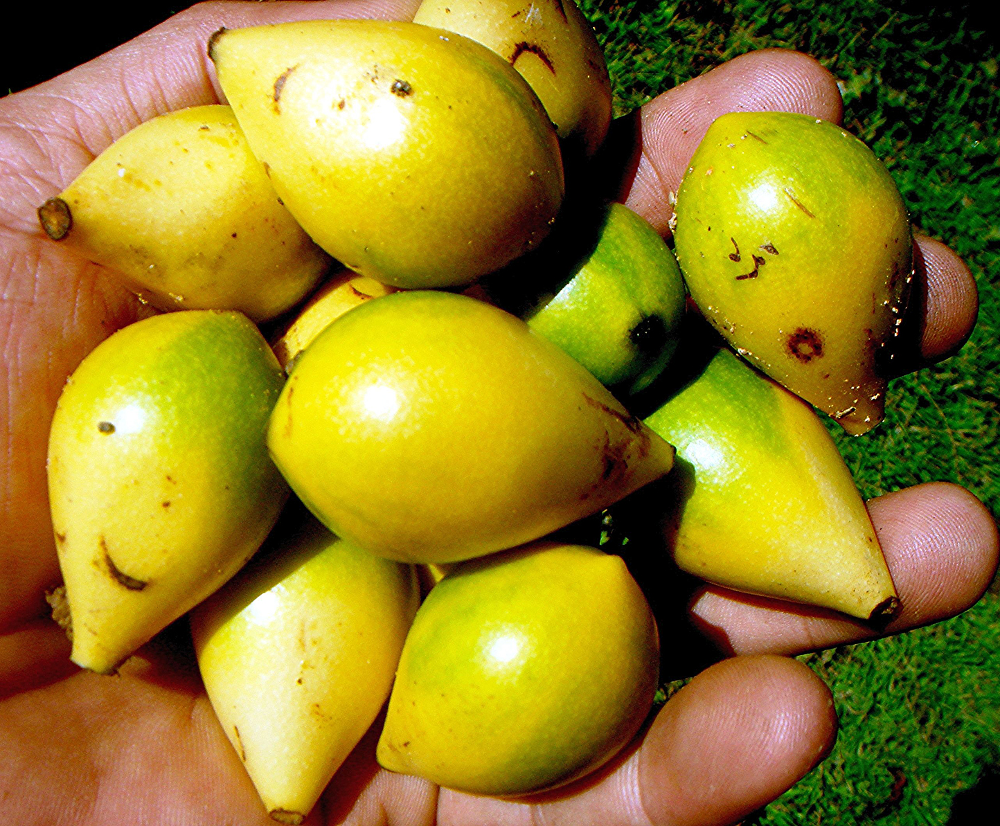 Annonaceae | Fruit and Seed Family ID