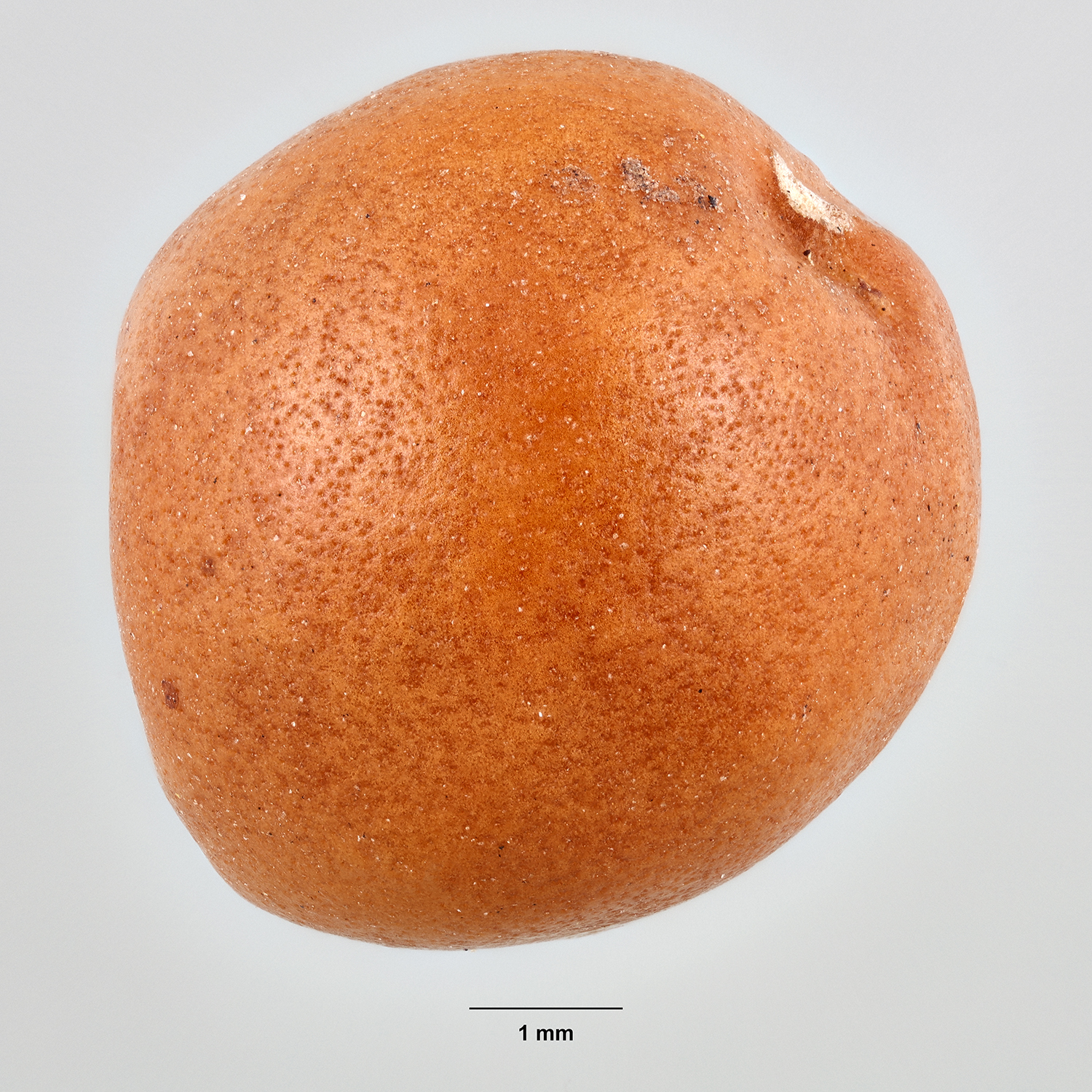 Cannabaceae | Fruit and Seed Family ID