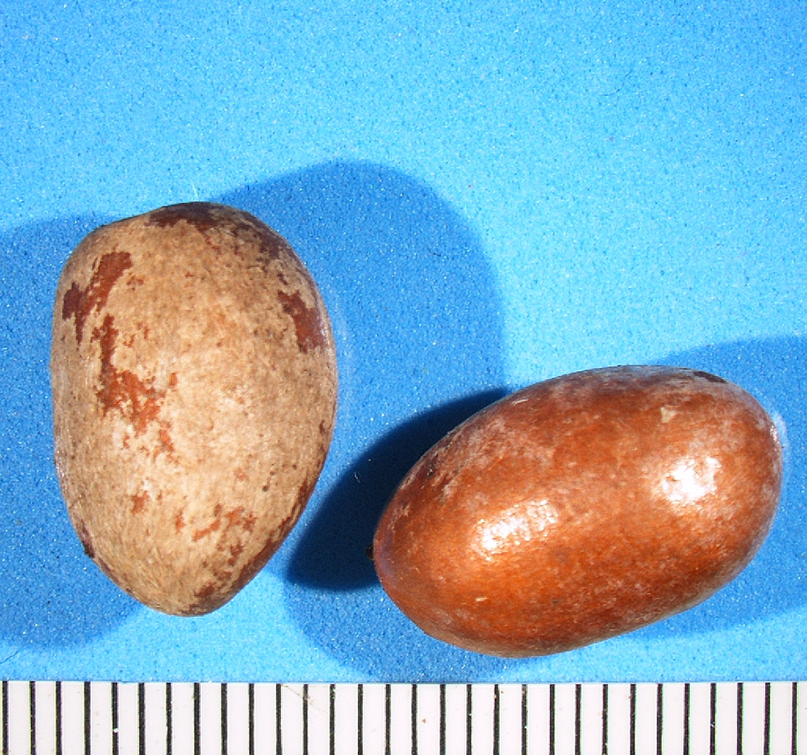 Annonaceae | Fruit and Seed Family ID