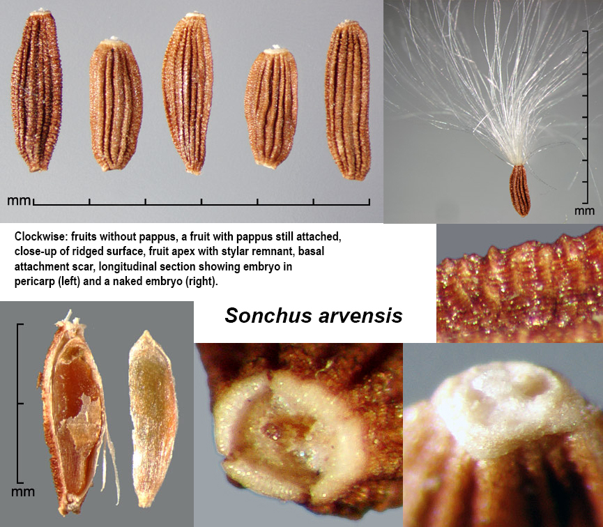 Asteraceae | Fruit and Seed Family ID