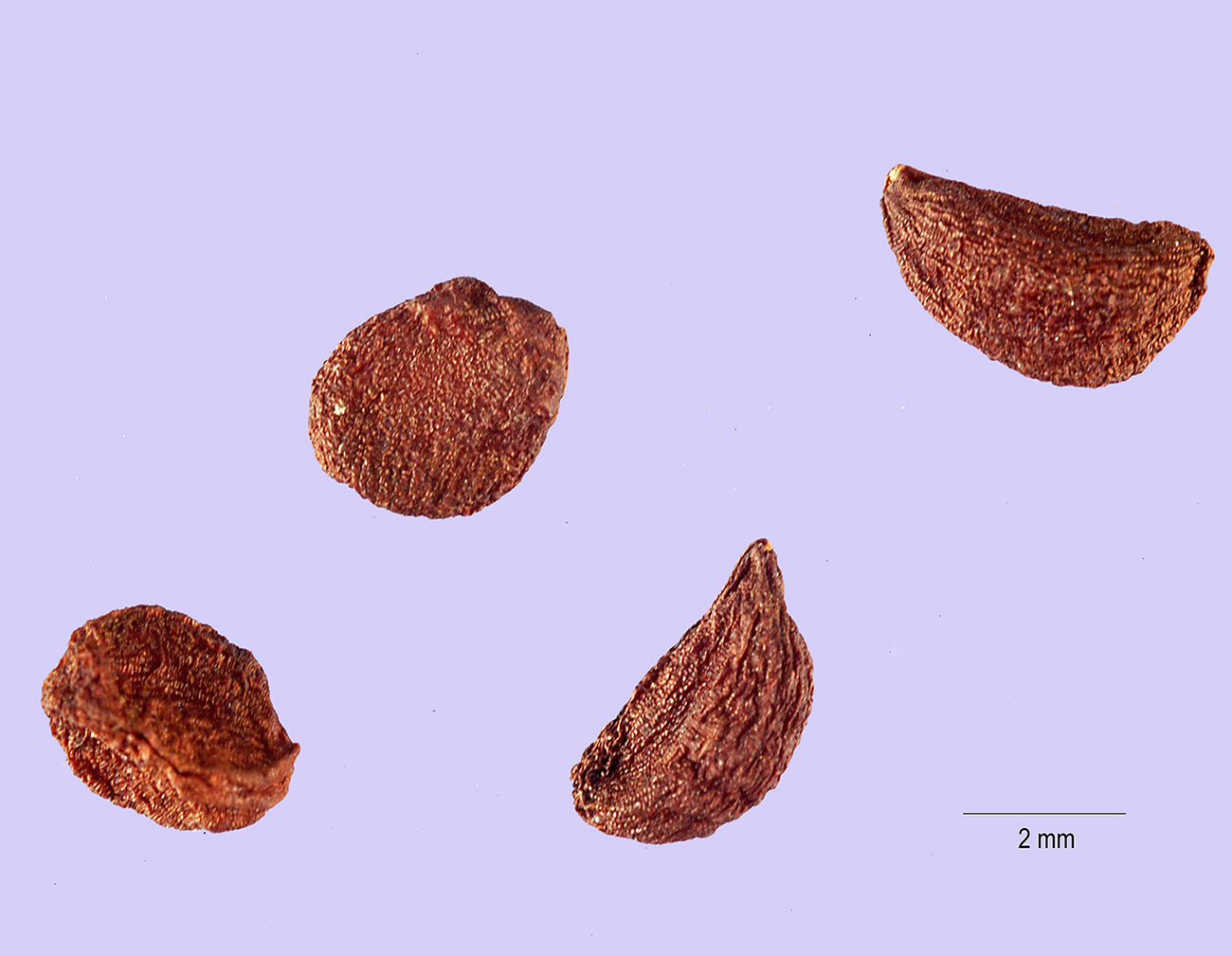 Liliaceae | Fruit and Seed Family ID
