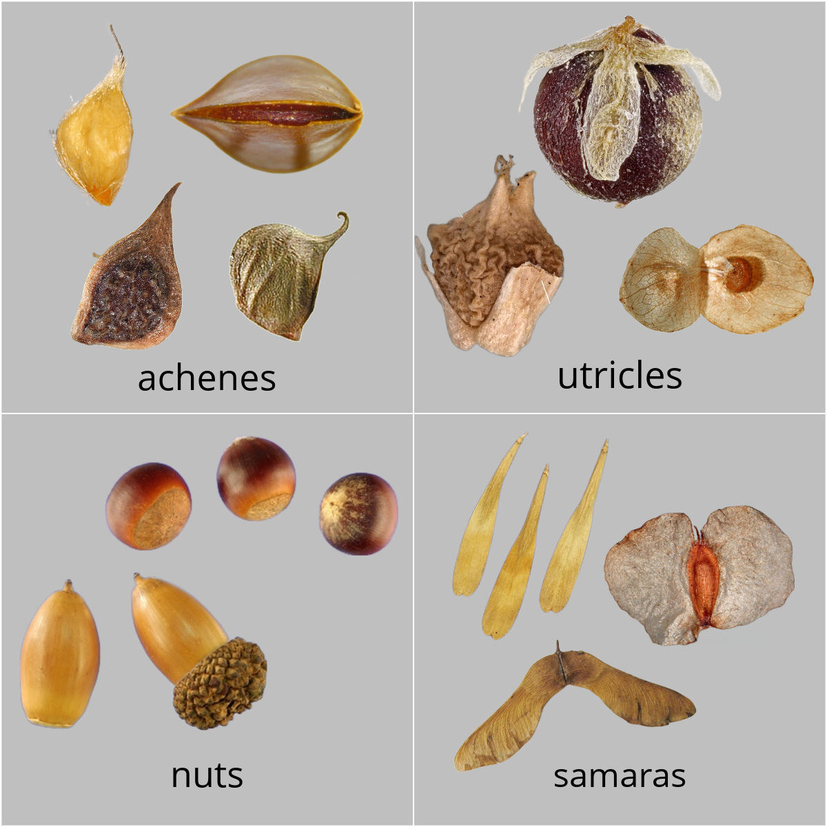 Single-seeded fruit types.