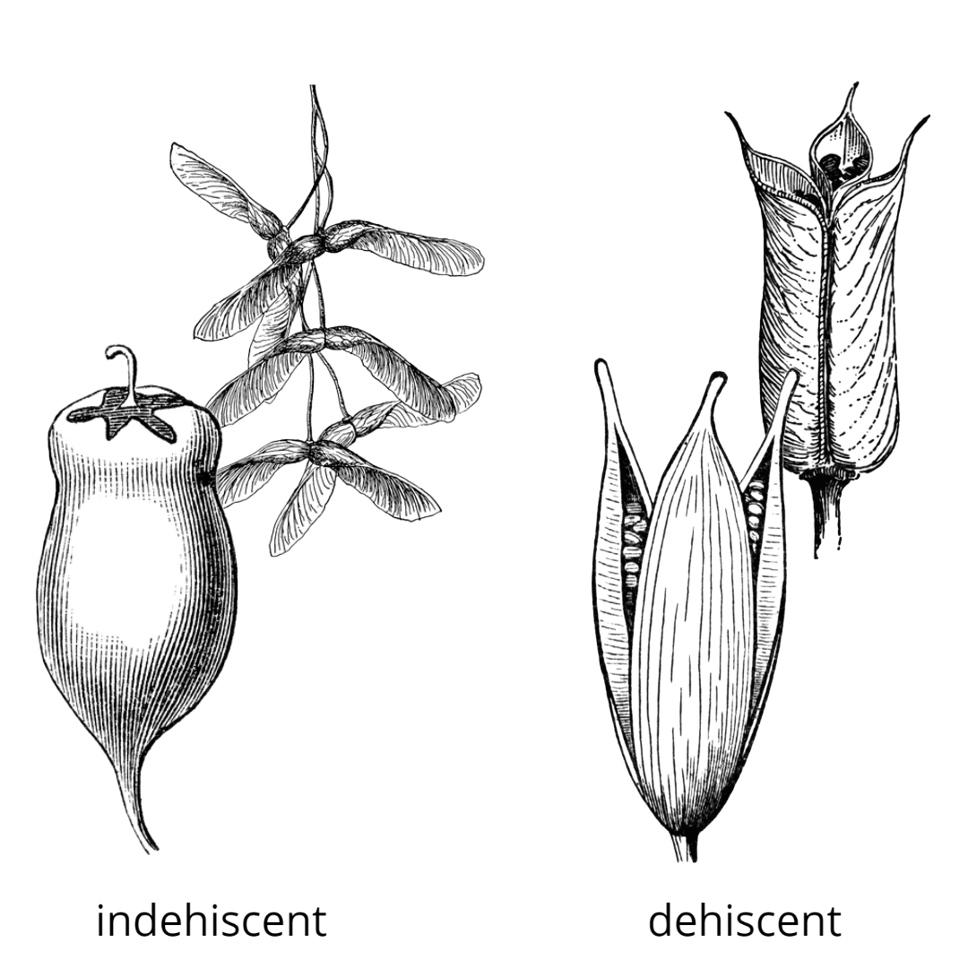 Fruits Fruit and Seed Family ID