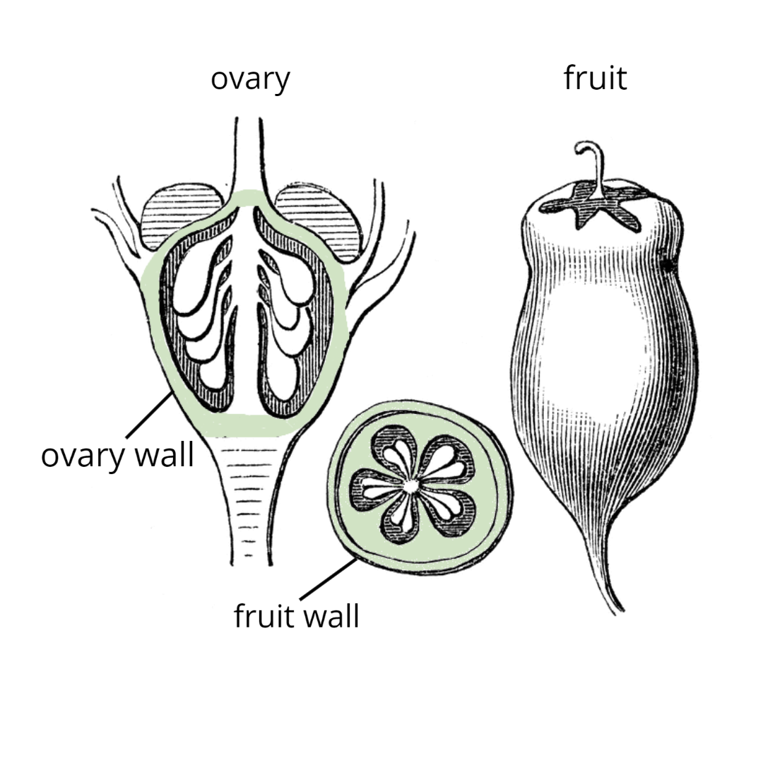 introduction-fruit-and-seed-family-id