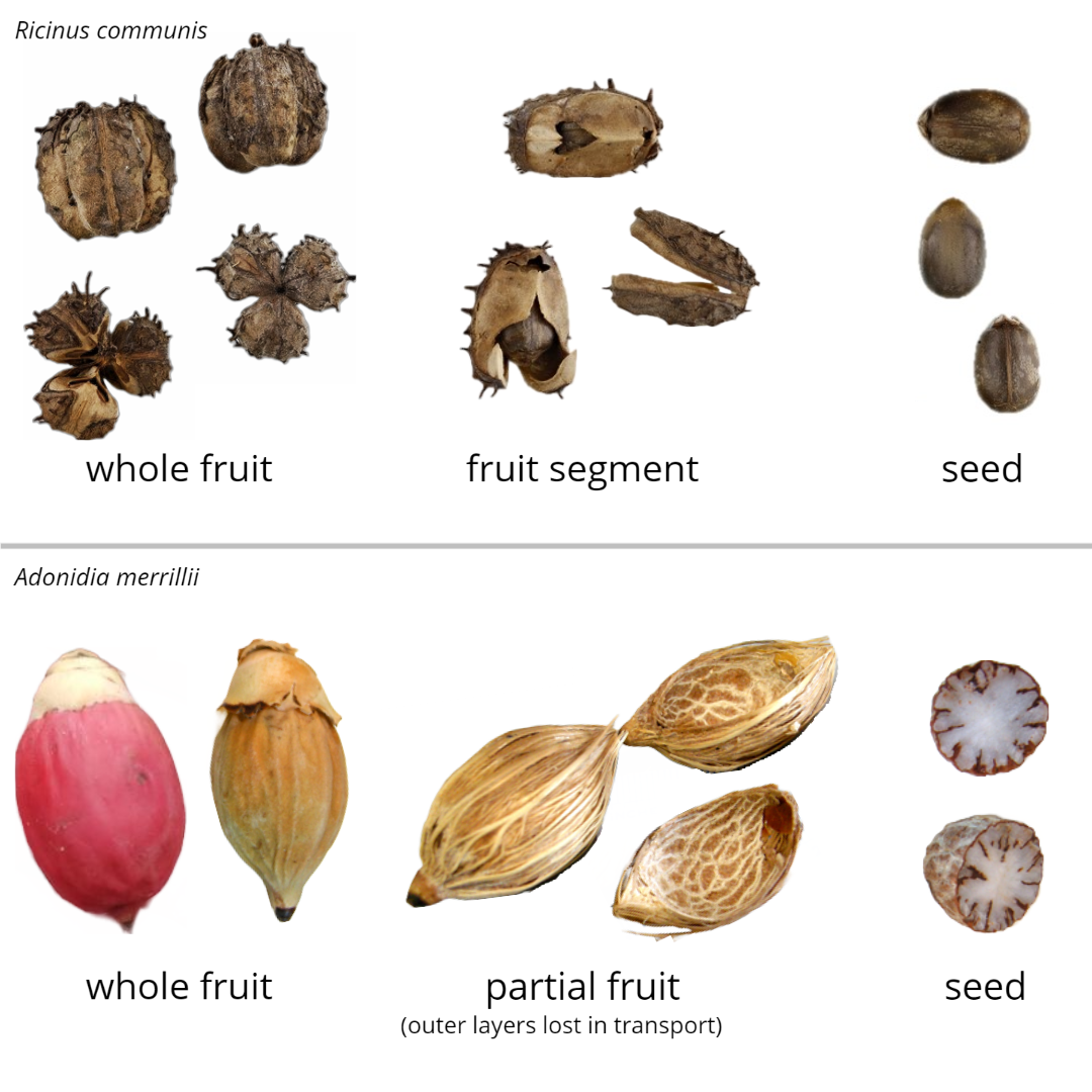 Fruit parts