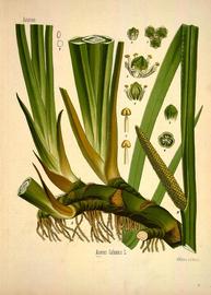   Fruit:   Acorus calamus;  (4, 6, young fruit); Illustration by W. Müller, Köhler's Medizinal Pflanzen (1887), courtesy of Biodiversity Heritage Library 
