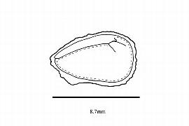   Embryo:   Acer spicatum ; Illustration by K. Parker, Kirkbride et al. (2006)
