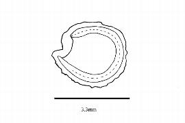   Embryo:   Phaulothamnus spinescens ; Illustration by K. Parker, Kirkbride et al. (2006)
