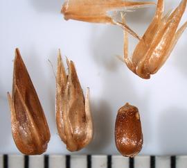   Fruits:   Achyranthes  sp., fruits with and without (lower right) tepals; Photo by A. Margina, USDA APHIS PPQ, imageID.idtools.org
