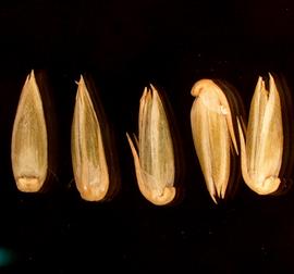   Fruits:   Achyranthes  sp., utricles with tepals attached; Photo by M. Towata, USDA APHIS PPQ, imageid.idtools.org
