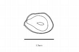   Embryo:   Adoxa moschatellina ; Illustration by K. Parker, Kirkbride et al. (2006)
